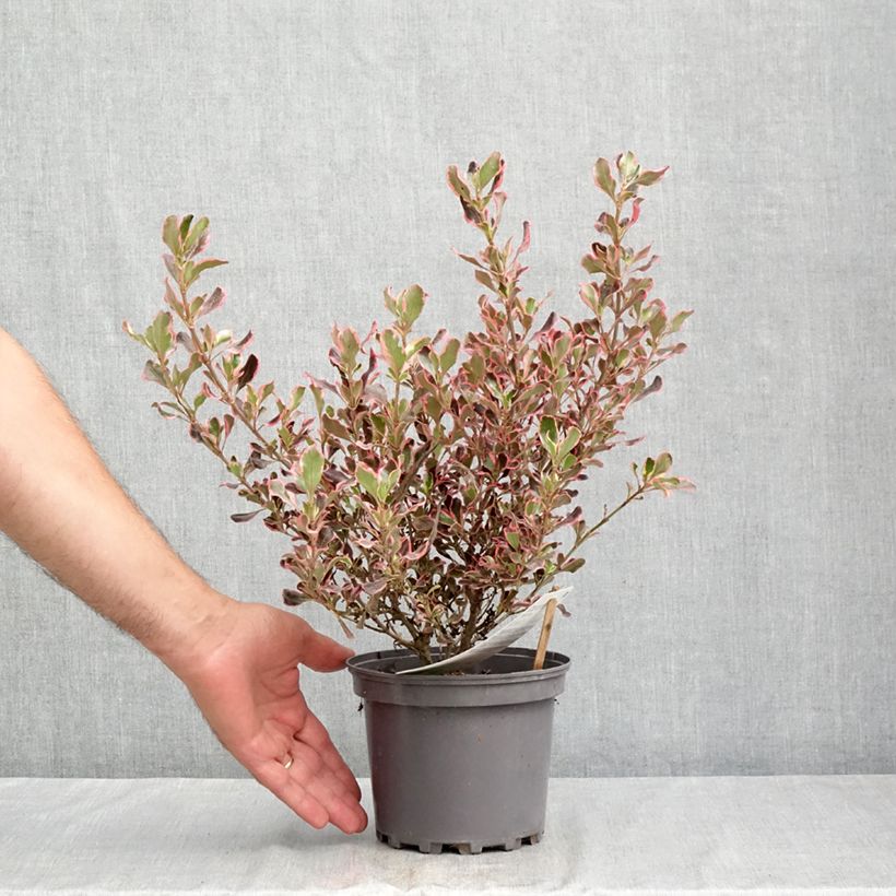 Exemplar von Coprosma Pacific Dawn Topf mit 2L/3L wie im Sommer geliefert