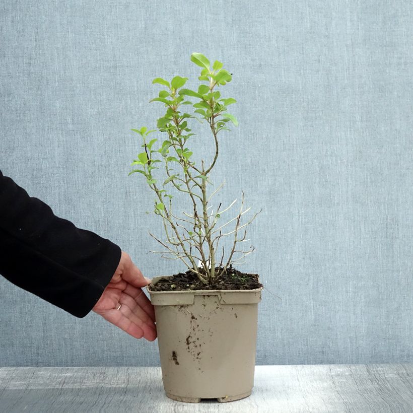 Exemplar von Coprosma robusta Pina colada Topf mit 3L/4L wie im Herbst geliefert