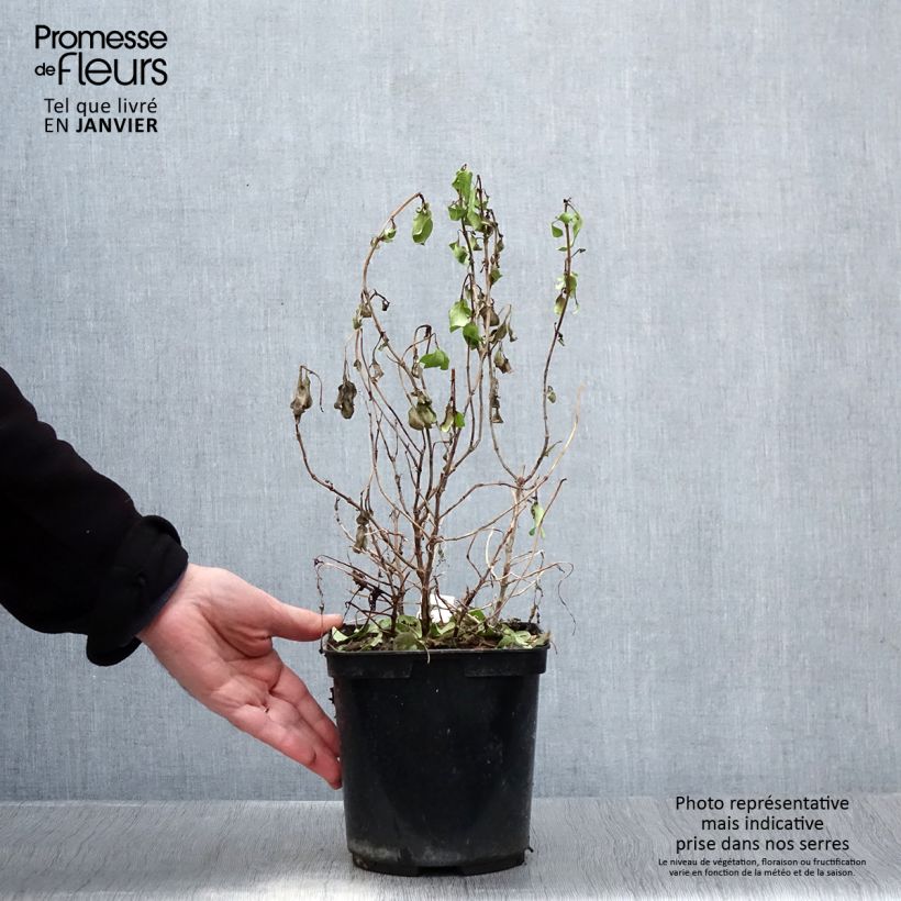 Exemplar von Coprosma robusta Pina colada Topf mit 3L/4L wie im Winter geliefert