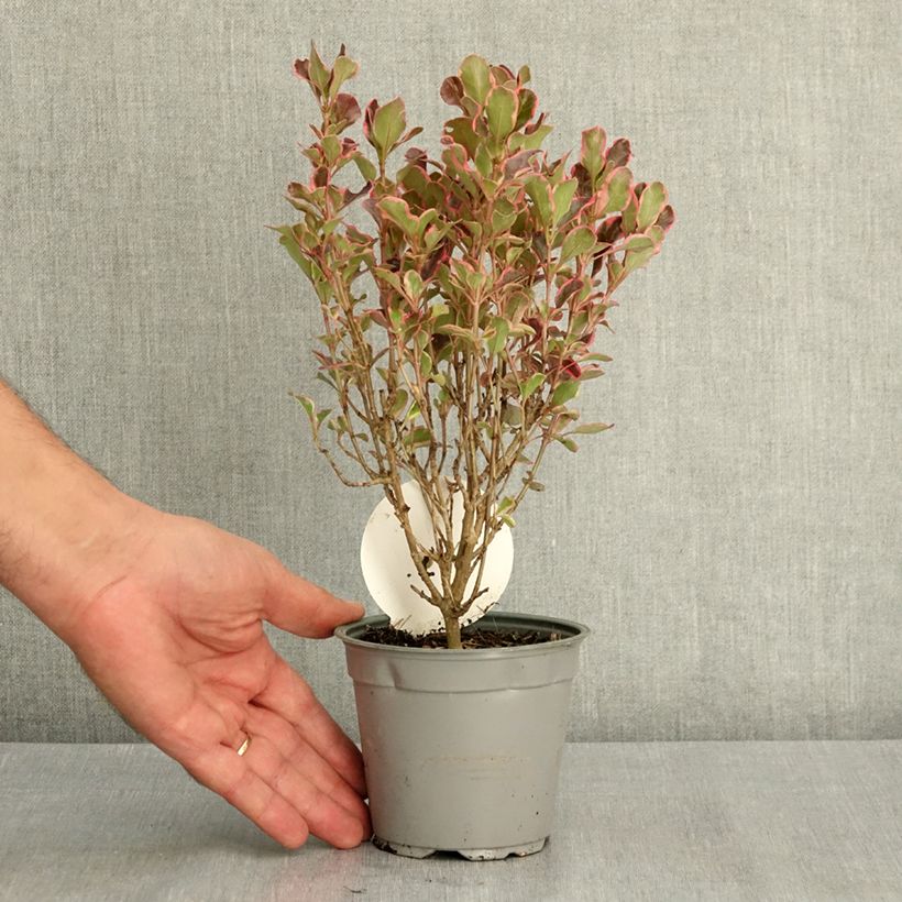 Exemplar von Coprosma repens Eclipse Pot de 12 cm / 13 cm wie im Sommer geliefert