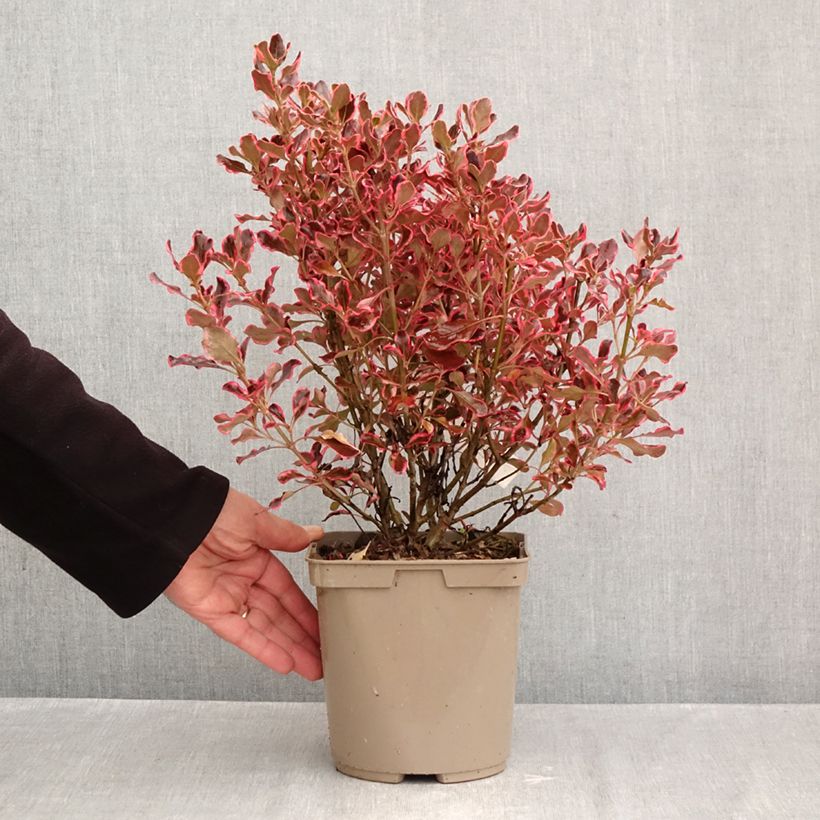 Exemplar von Coprosma repens Eclipse Pot de 3L/4L wie im Herbst geliefert