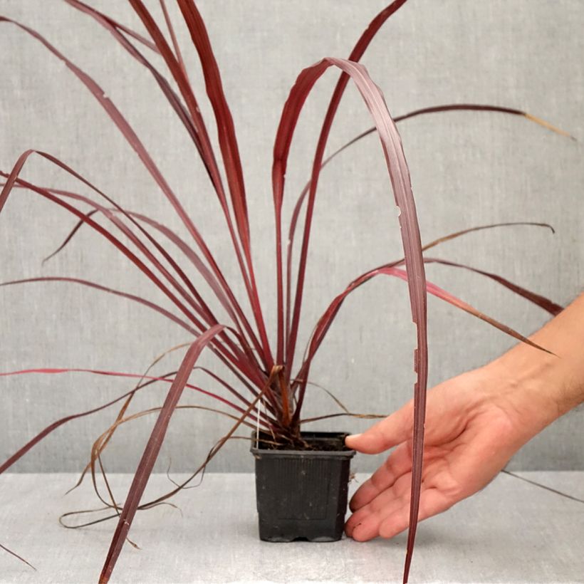 Exemplar von Cordyline australis Design a Line Burgundy - Keulenlilie Kleine Töpfe von 8/9 cm wie im Herbst geliefert