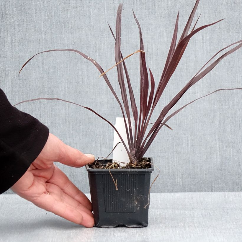 Exemplar von Cordyline australis Design a Line Burgundy - Keulenlilie Kleine Töpfe von 8/9 cm wie im Frühjahr geliefert
