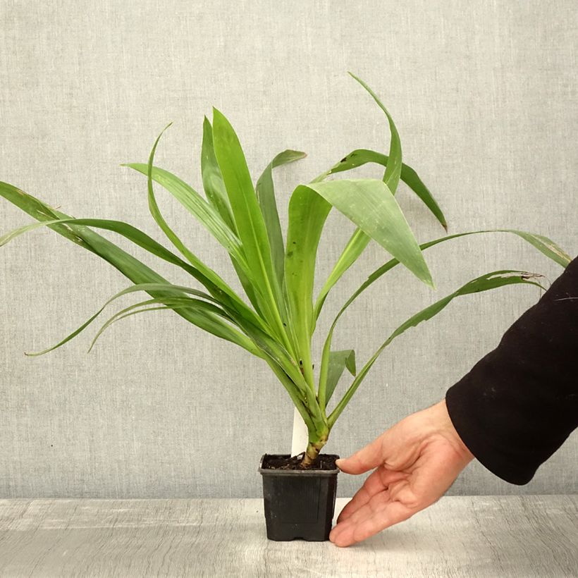 Exemplar von Cordyline australis Emerald Star - Keulenlilie Kleine Töpfe von 8/9 cm wie im Herbst geliefert