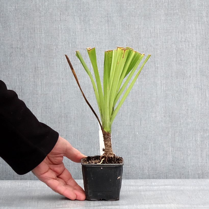 Exemplar von Cordyline australis Emerald Star - Keulenlilie Kleine Töpfe von 8/9 cm wie im Winter geliefert