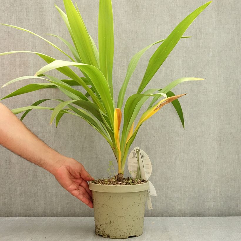 Exemplar von Cordyline australis Emerald Star - Keulenlilie Topf mit 2L/3L wie im Sommer geliefert