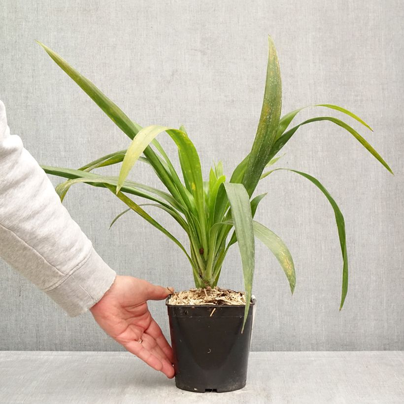 Exemplar von Cordyline australis Emerald Star - Keulenlilie Topf mit 2L/3L wie im Frühjahr geliefert