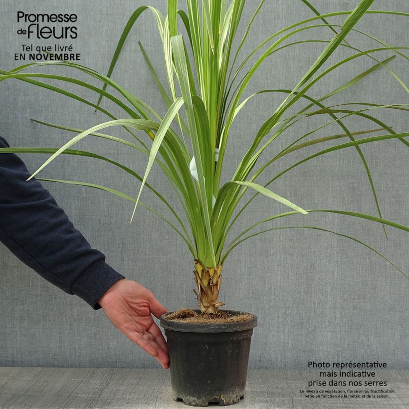 Exemplar von Cordyline australis - Keulenlilie Topf mit 3L/4L wie im Herbst geliefert