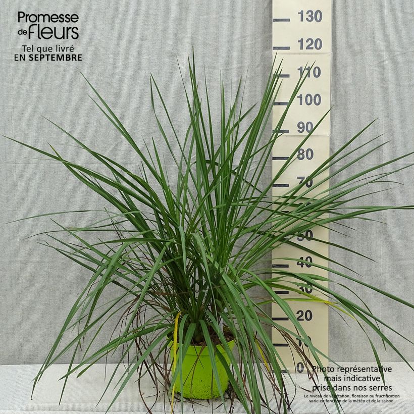 Exemplar von Cordyline australis - Keulenlilie Topf mit 6L/7L wie im Herbst geliefert