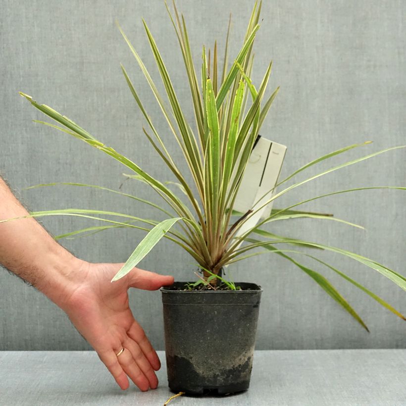 Exemplar von Cordyline australis Fantasy - Keulenlilie Topf mit 2L/3L wie im Herbst geliefert