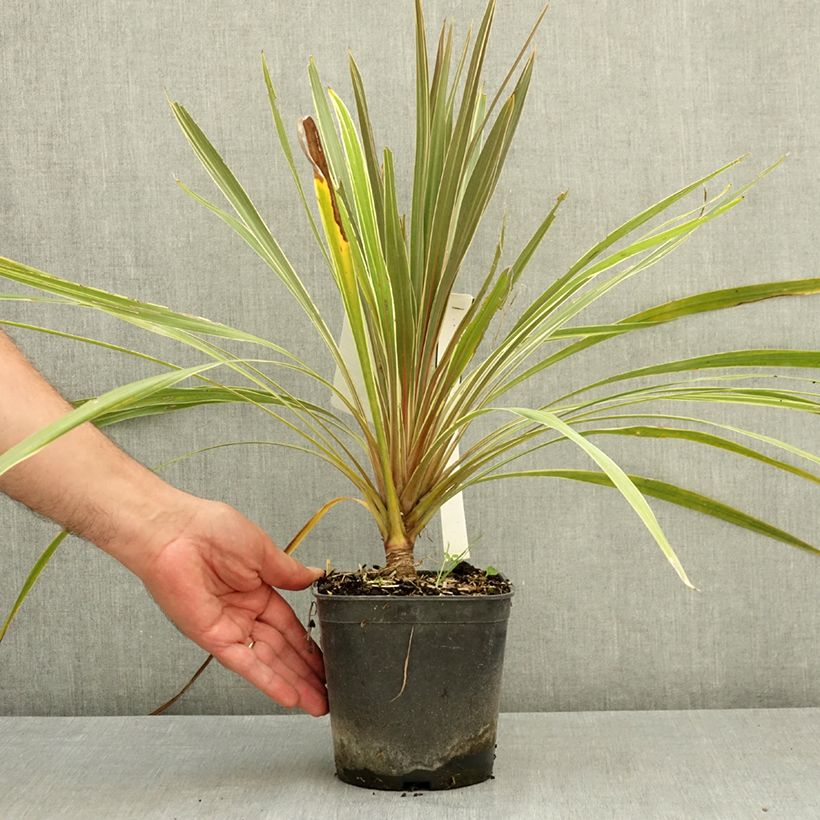 Exemplar von Cordyline australis Fantasy - Keulenlilie Topf mit 2L/3L wie im Sommer geliefert
