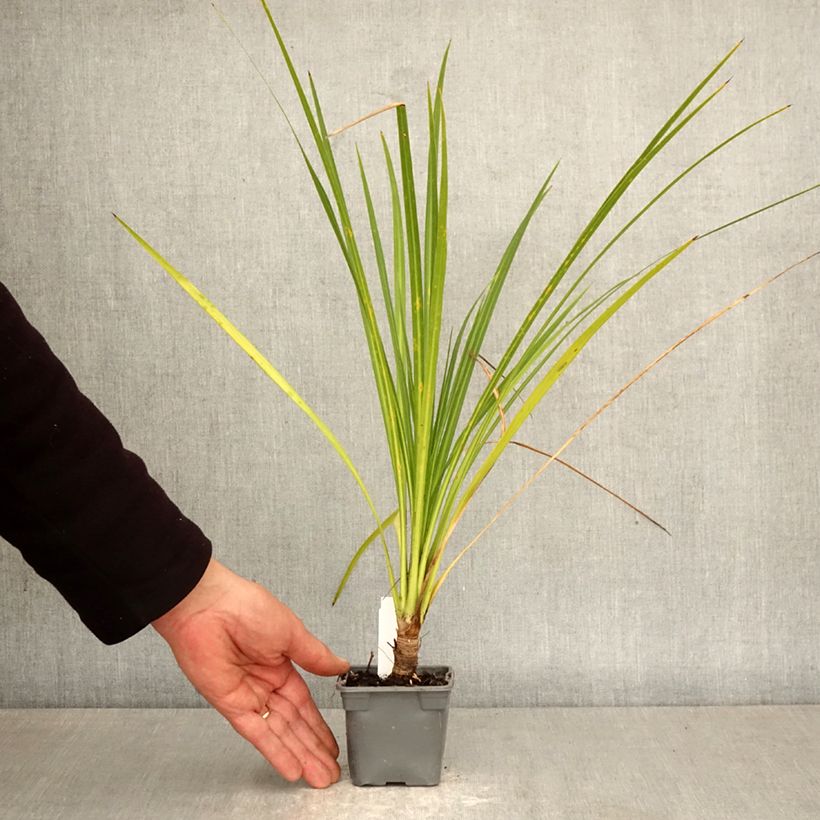 Exemplar von Cordyline australis - Keulenlilie Kleine Töpfe von 8/9 cm wie im Frühjahr geliefert