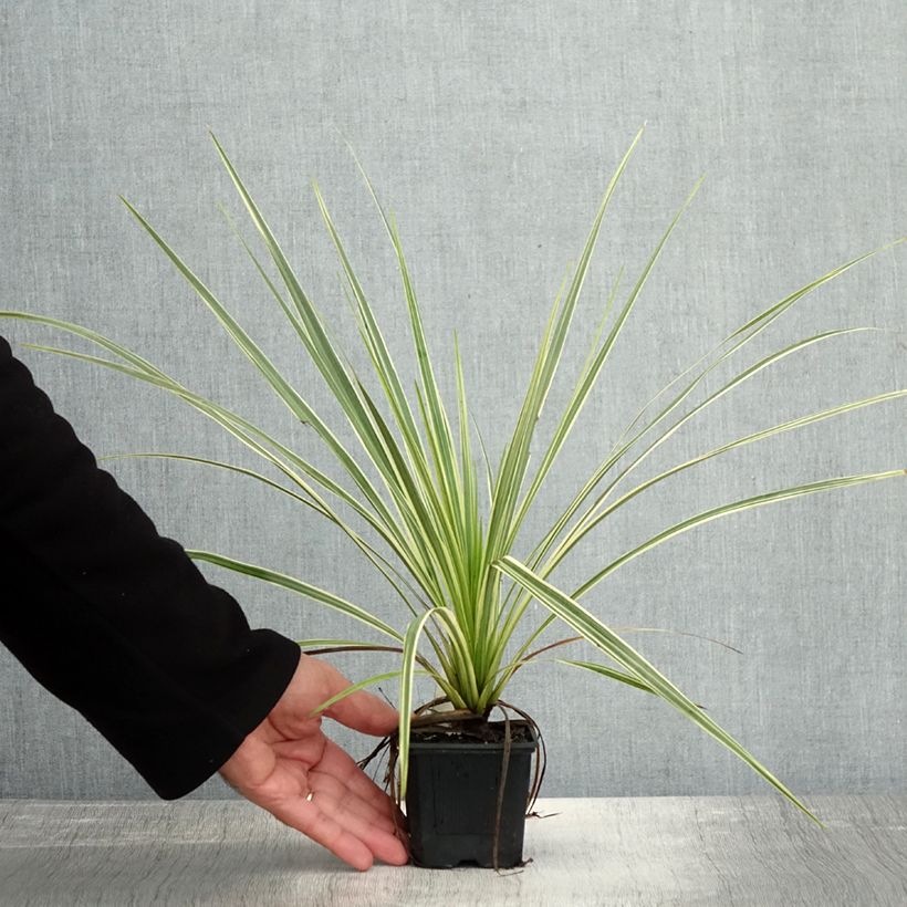 Exemplar von Cordyline australis Lime Passion - Keulenlilie Kleine Töpfe von 8/9 cm wie im Herbst geliefert