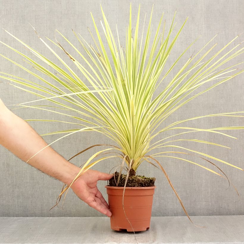 Exemplar von Cordyline australis Lime Passion - Keulenlilie Topf mit 2L/3L wie im Sommer geliefert