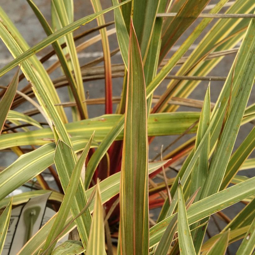 Cordyline australis Magic Star - Keulenlilie (Laub)