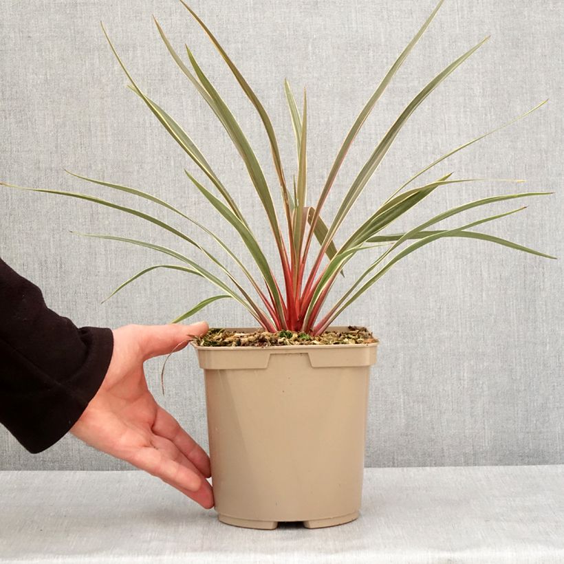 Exemplar von Cordyline australis Magic Star - Keulenlilie Topf mit 3L/4L wie im Winter geliefert
