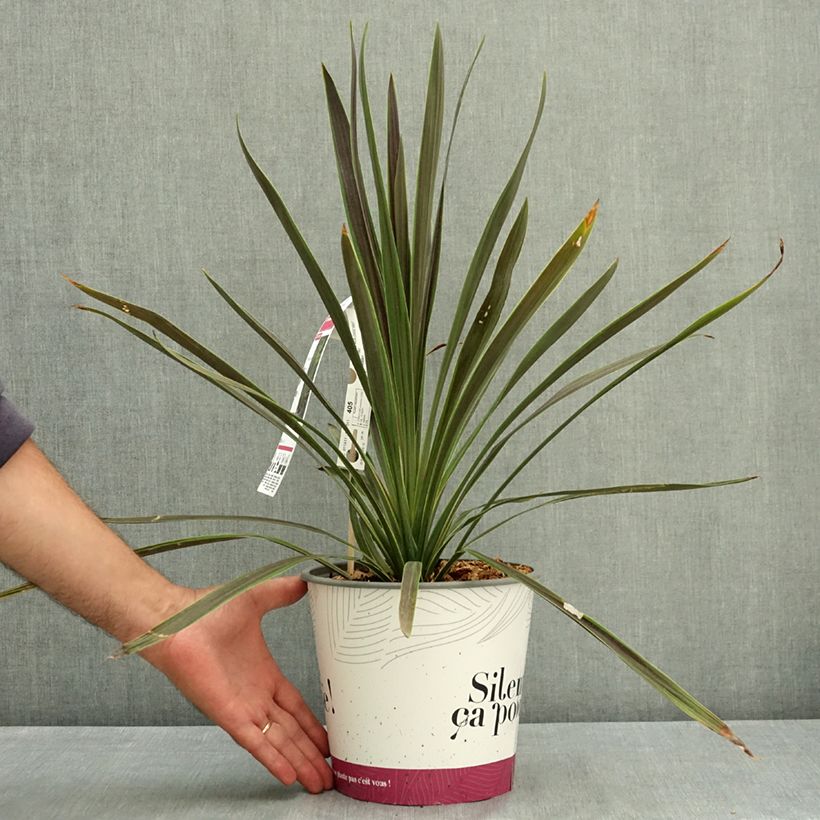 Exemplar von Cordyline australis Mint Chocolate - Keulenlilie Topf mit 4L/5L wie im Sommer geliefert
