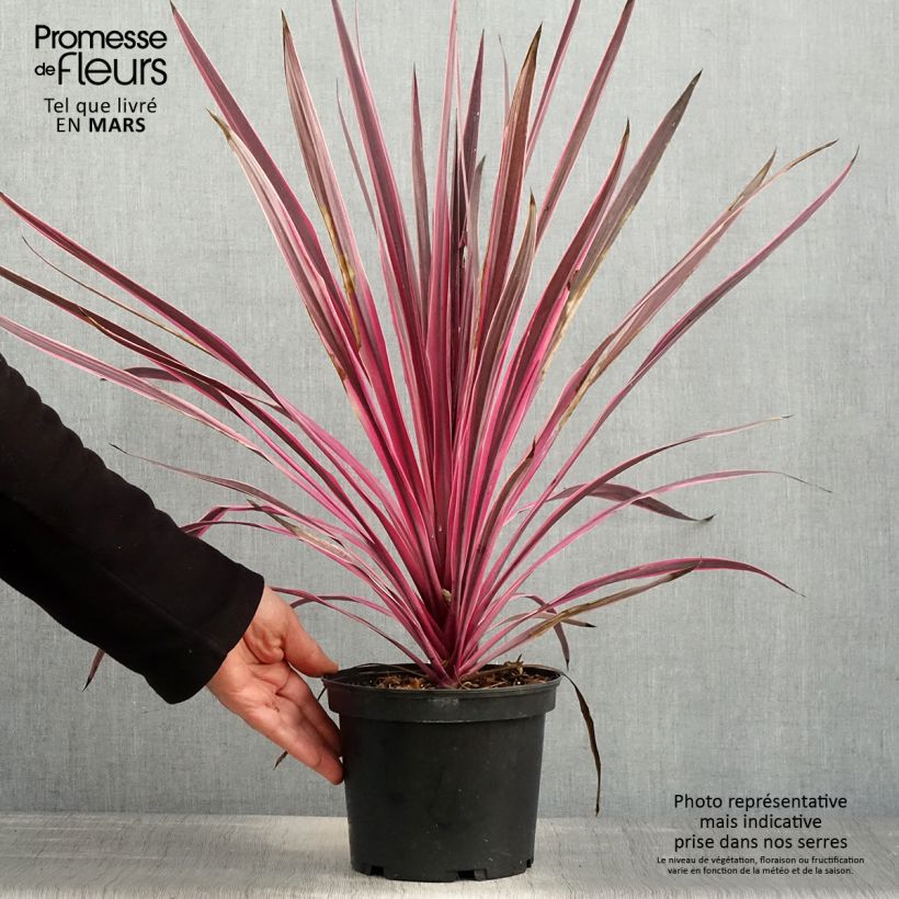 Exemplar von Cordyline australis Pink passion - Keulenlilie Topf mit 2L/3L wie im Frühjahr geliefert