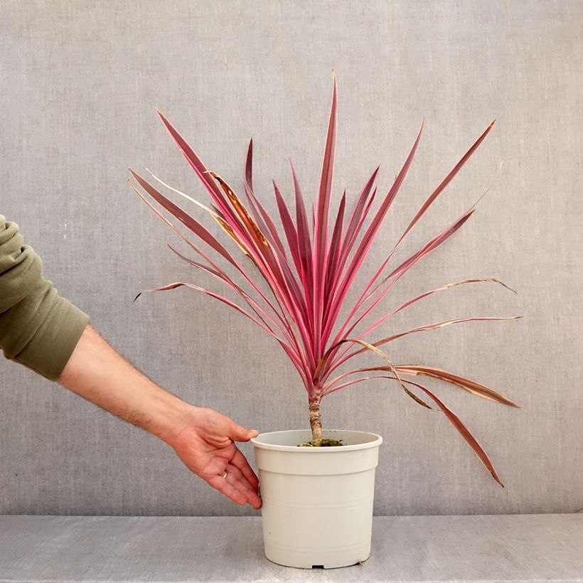 Exemplar von Cordyline australis Pink passion - Keulenlilie Topf mit 4L/5L wie im Sommer geliefert