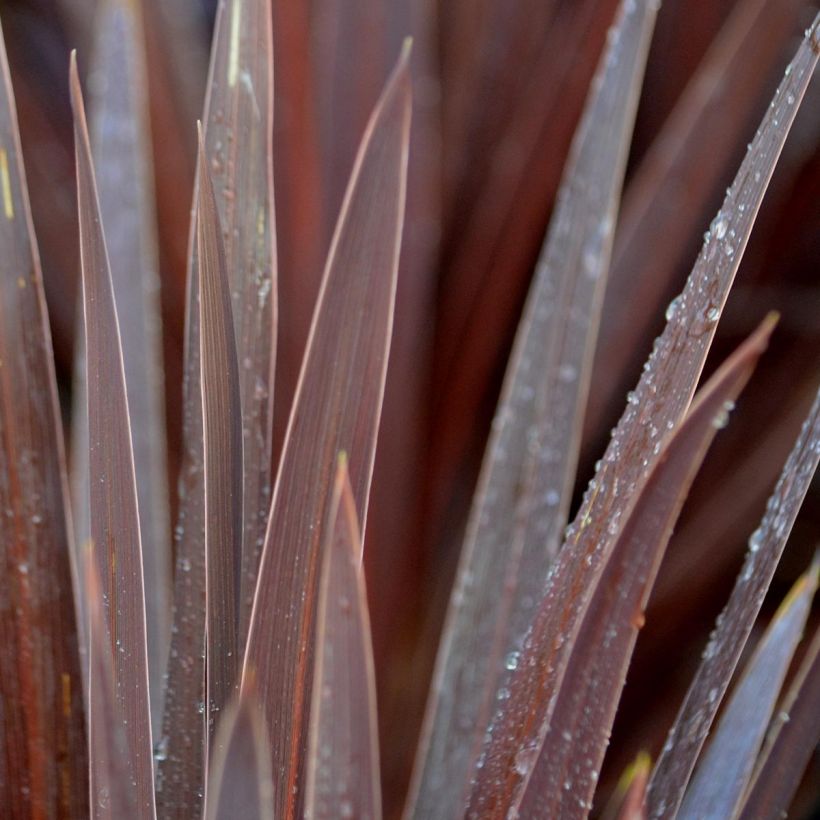 Cordyline australis Red Star - Keulenlilie (Laub)