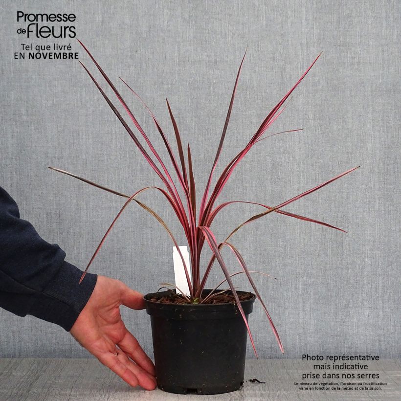 Exemplar von Cordyline australis Southern Splendour - Keulenlilie Topf mit 2L/3L wie im Herbst geliefert