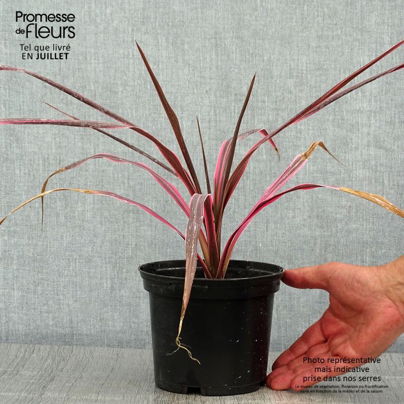 Exemplar von Cordyline australis Southern Splendour - Keulenlilie Topf mit 2L/3L wie im Sommer geliefert