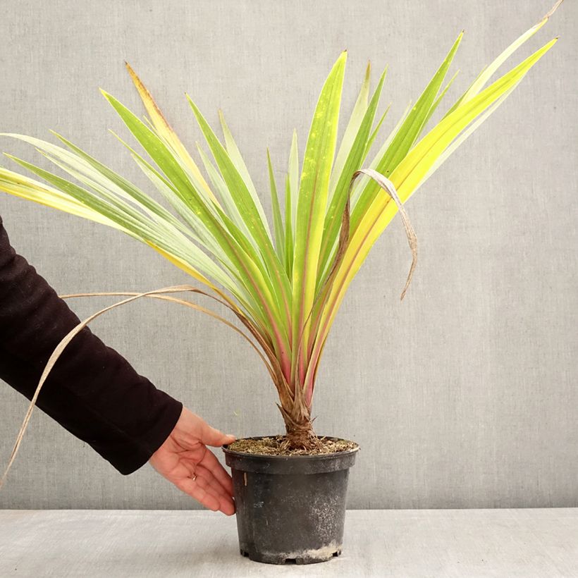 Exemplar von Cordyline australis Sundance - Keulenlilie Topf mit 2L/3L wie im Frühjahr geliefert