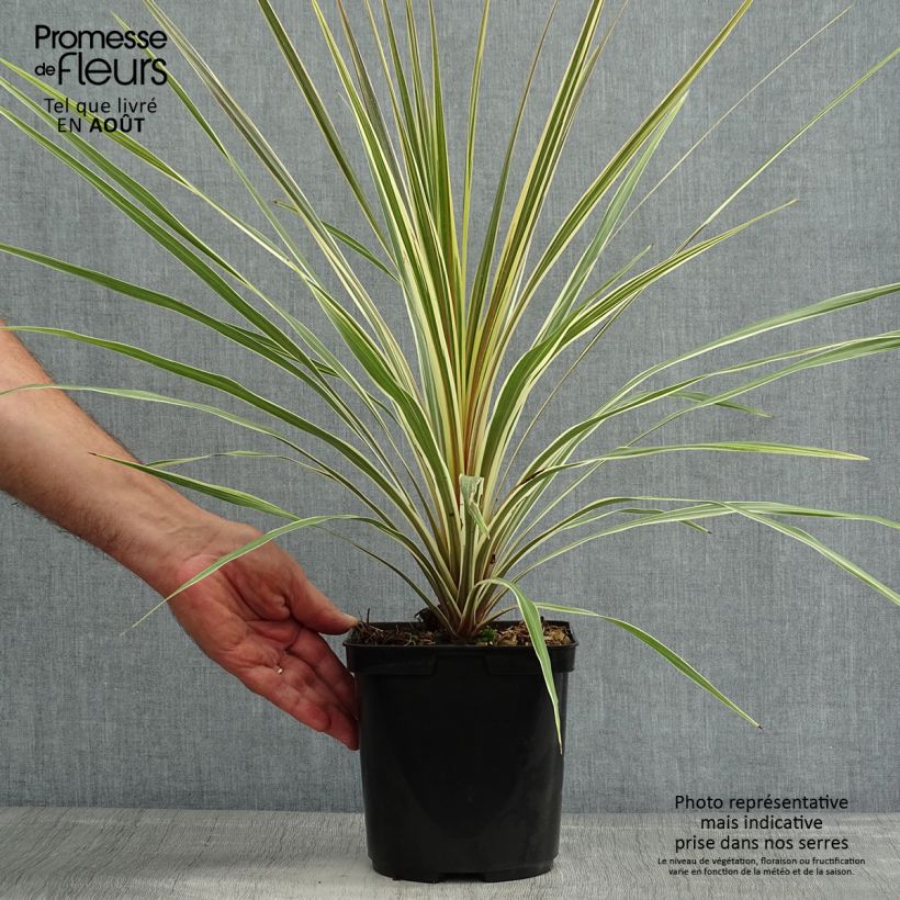 Exemplar von Cordyline australis Torbay Dazzler - Keulenlilie Topf mit 2L/3L wie im Sommer geliefert