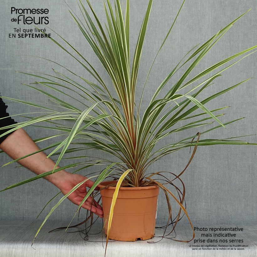 Exemplar von Cordyline australis Torbay Dazzler - Keulenlilie Topf mit 4L/5L wie im Herbst geliefert