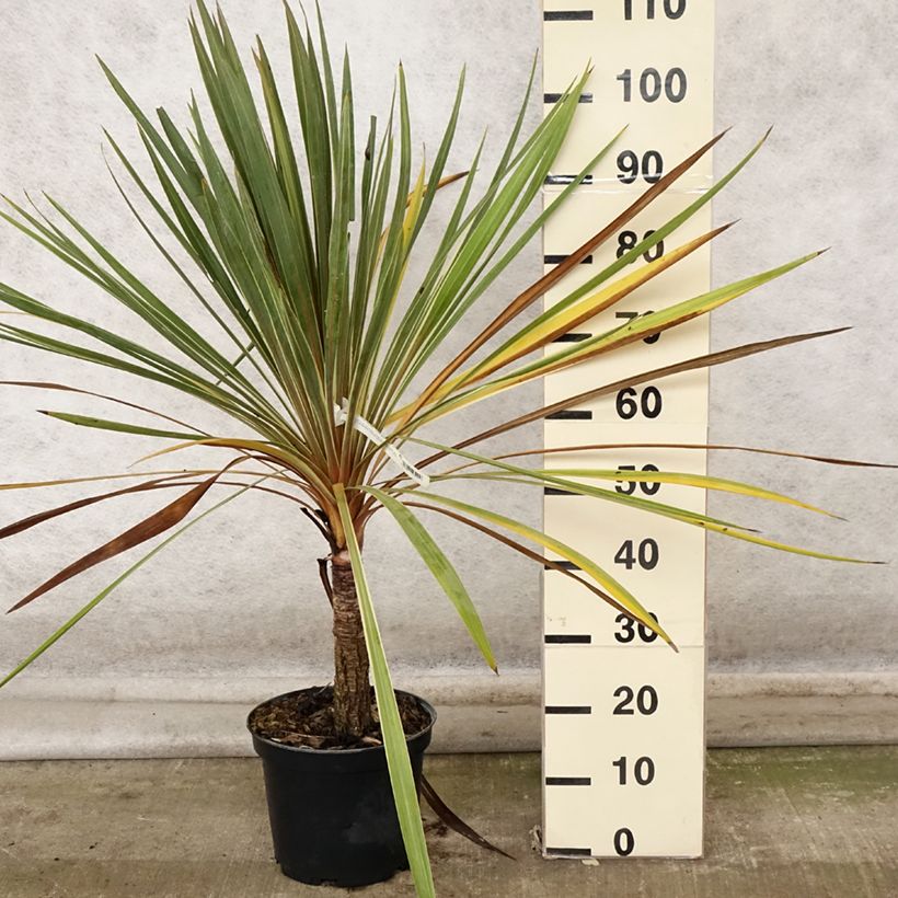 Exemplar von Cordyline australis Torbay Dazzler - Keulenlilie Topf mit 4L/5L wie im Herbst geliefert