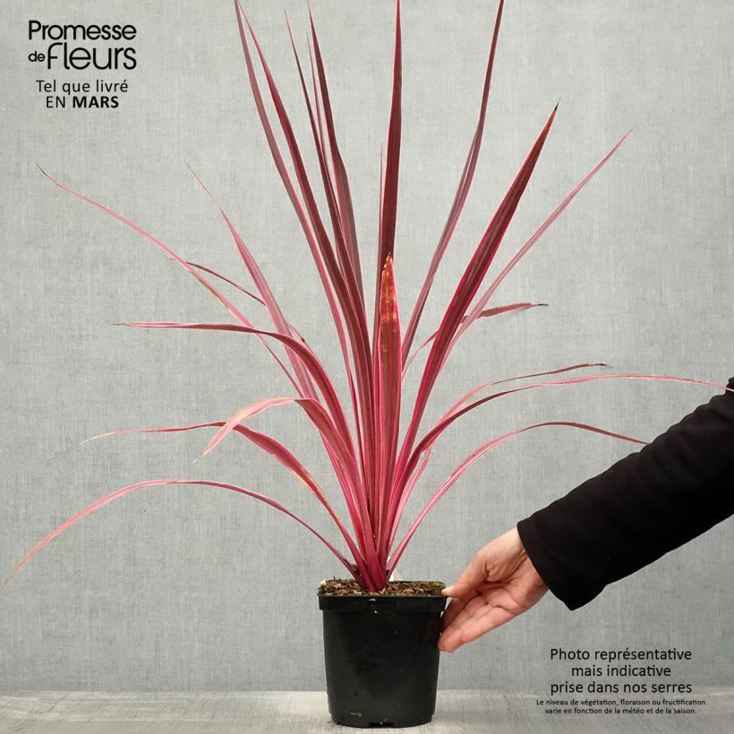 Exemplar von Cordyline banksii Electric Pink - Keulenlilie Topf mit 3L/4L wie im Frühjahr geliefert