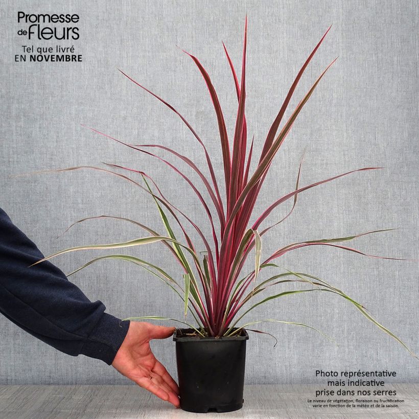 Exemplar von Cordyline banksii Can Can - Keulenlilie Topf mit 2L/3L wie im Herbst geliefert