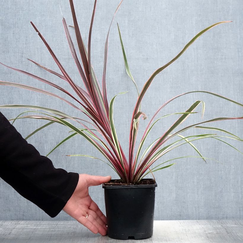 Exemplar von Cordyline banksii Can Can - Keulenlilie Topf mit 2L/3L wie im Frühjahr geliefert