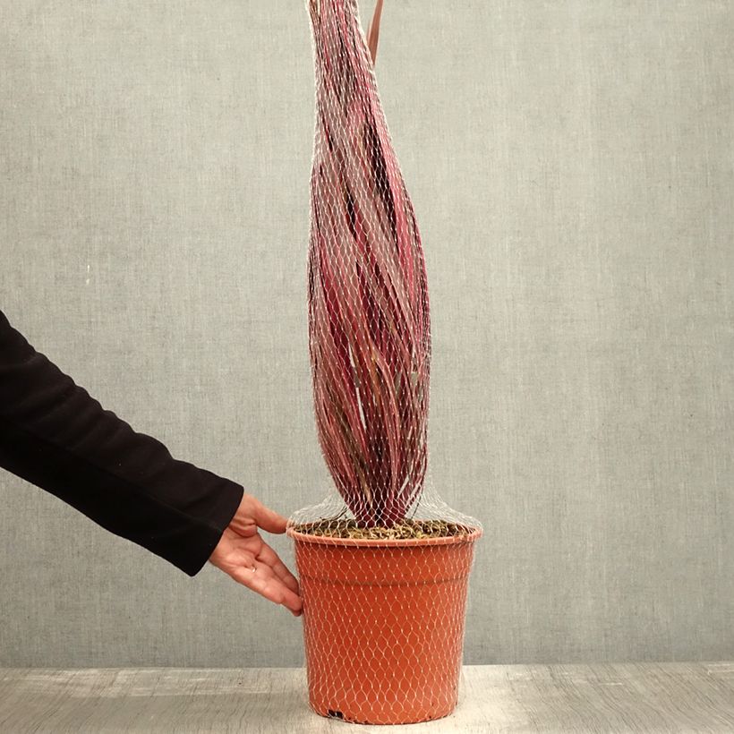 Exemplar von Cordyline australis Charlie boy - Keulenlilie Topf mit 4L/5L wie im Herbst geliefert