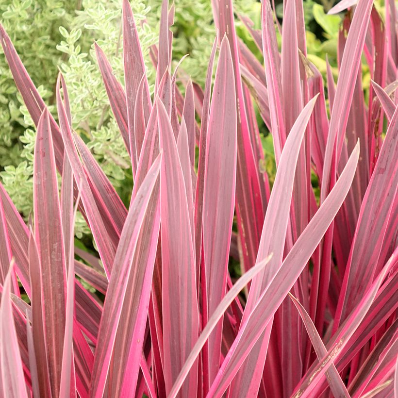 Cordyline Paso Doble - Keulenlilie (Laub)