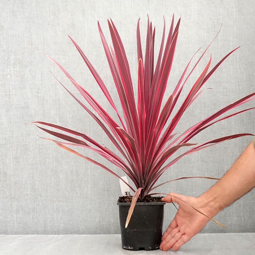 Exemplar von Cordyline Paso Doble - Keulenlilie Topf mit 1,5L/2L wie im Sommer geliefert