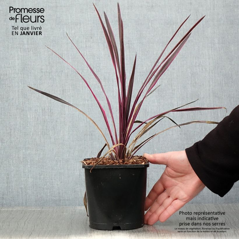 Exemplar von Cordyline Paso Doble - Keulenlilie Topf mit 1,5L/2L wie im Winter geliefert