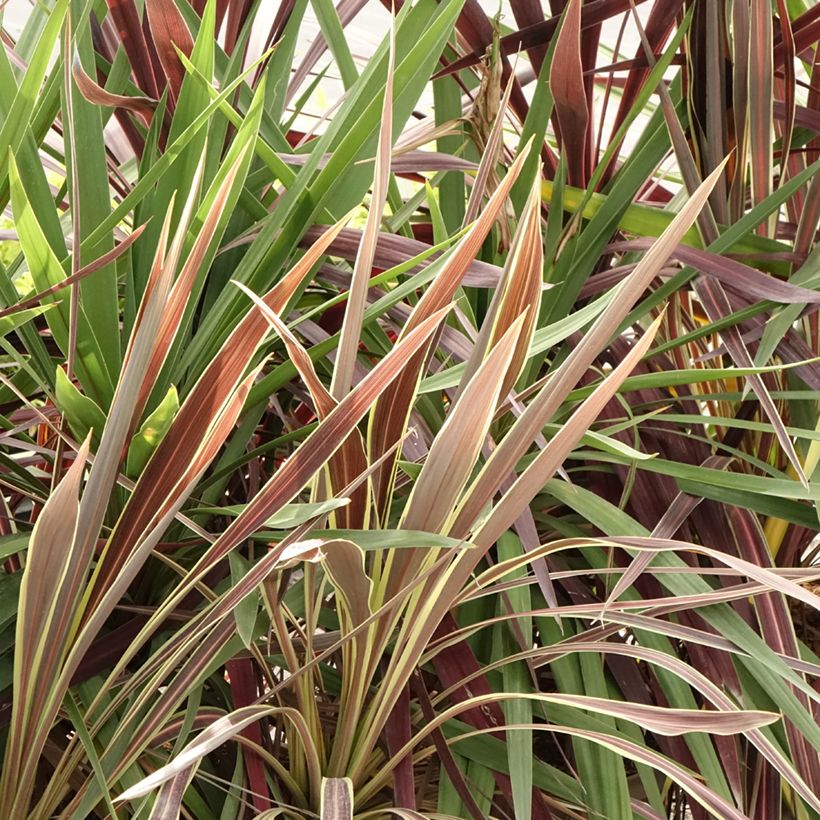 Cordyline Black Knight/Electric Flash/Peko Pack - Keulenlilie (Laub)