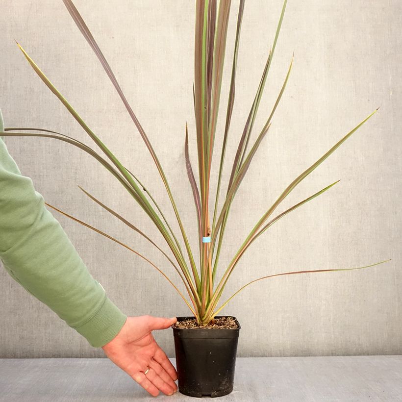 Exemplar von Cordyline banksii Electric Star - Keulenlilie Topf mit 1,5L/2L wie im Winter geliefert