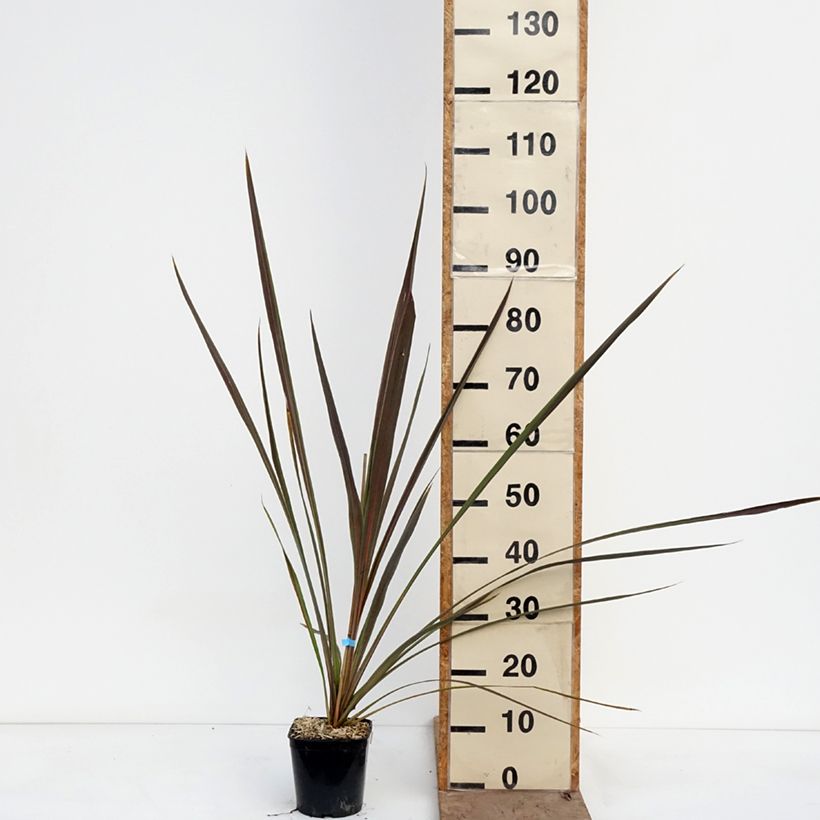 Exemplar von Cordyline banksii Electric Star - Keulenlilie Topf mit 1,5L/2L wie im Frühjahr geliefert
