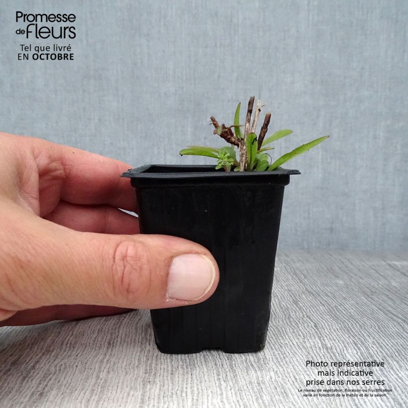 Exemplar von Mädchenauge Early Sunrise - Coreopsis alpinus Kleine Töpfe von 7/8 cm wie im Herbst geliefert