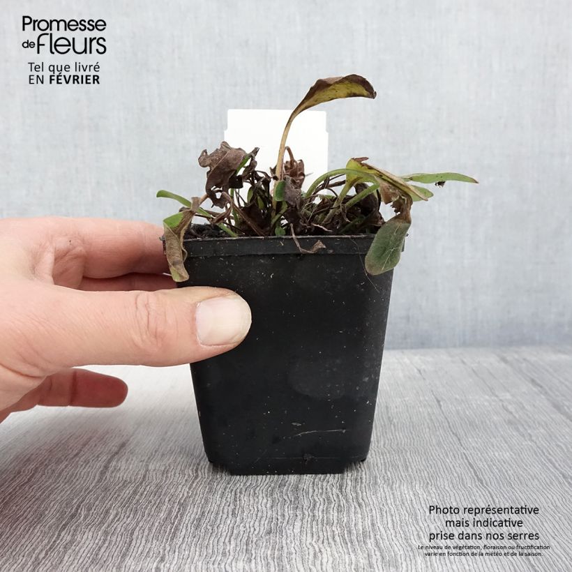 Exemplar von Mädchenauge Elfin Gold - Coreopsis auriculata nana Kleine Töpfe von 8/9 cm wie im Winter geliefert