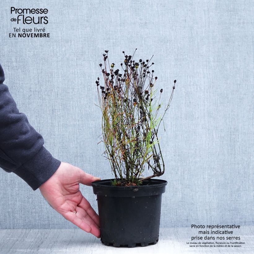 Exemplar von Mädchenauge Cosmic Eye - Coreopsis Topf mit 2L/3L wie im Herbst geliefert