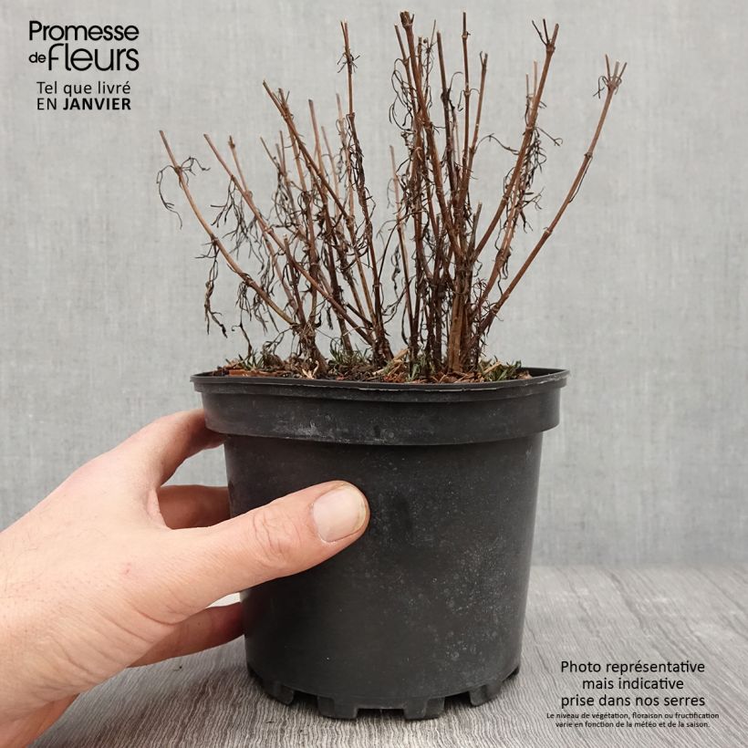 Exemplar von Mädchenauge Cosmic Eye - Coreopsis Topf mit 2L/3L wie im Winter geliefert