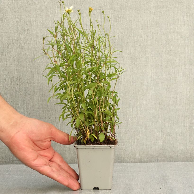 Exemplar von Mädchenauge Fool's Gold (Samen) - Coreopsis Kleine Töpfe von 8/9 cm wie im Sommer geliefert