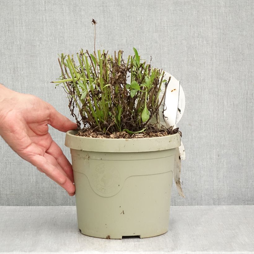 Exemplar von Großblumige Mädchenauge Solar Fancy - Coreopsis grandiflora Topf mit 3L/4L wie im Herbst geliefert