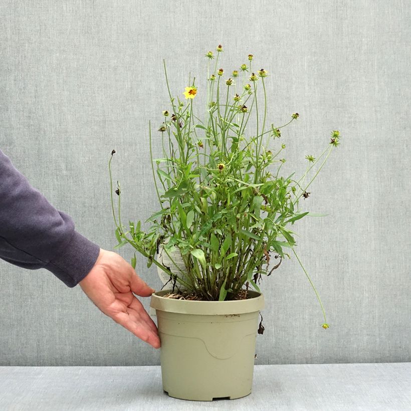 Exemplar von Coreopsis grandiflora Solar Fancy Pot de 3L/4L wie im Sommer geliefert