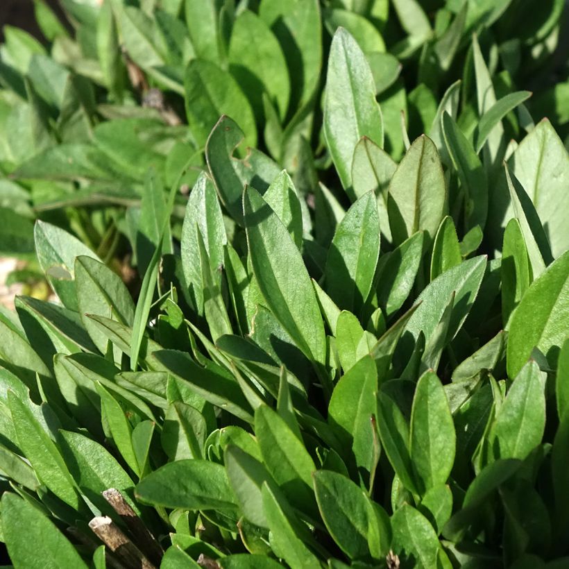 Großblumige Mädchenauge Solar Jewel - Coreopsis grandiflora (Laub)