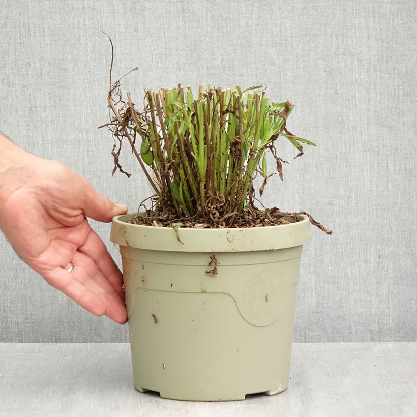 Exemplar von Großblumige Mädchenauge Solar Jewel - Coreopsis grandiflora Topf mit 3L/4L wie im Herbst geliefert