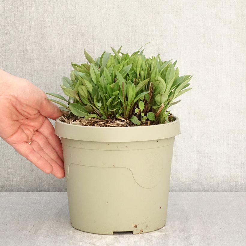 Exemplar von Großblumige Mädchenauge Solar Jewel - Coreopsis grandiflora Topf mit 3L/4L wie im Frühjahr geliefert